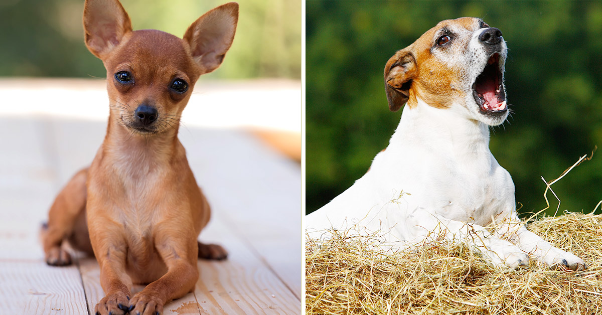 Породы маленьких гладкошерстных собак с фотографиями