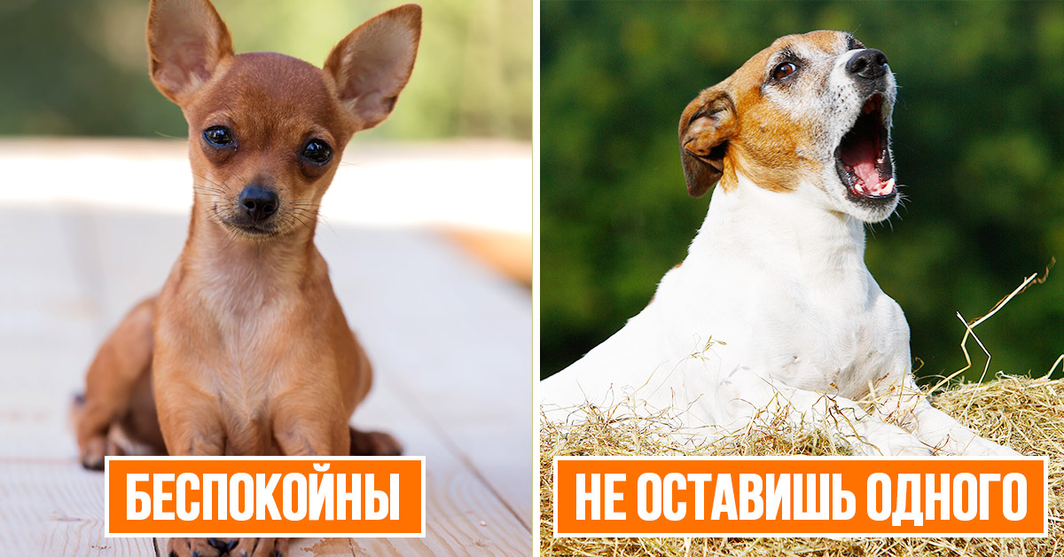 Маленькие породы собак это какие. Маленькие породы собак это какие. Породы собак названия. Название пород маленьких собак. Собаки для аллергиков с названием.